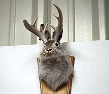 Jackalope - Wikipedia