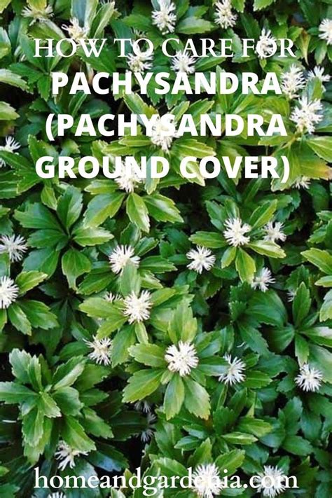 HOW TO CARE FOR PACHYSANDRA (PACHYSANDRA GROUND COVER)