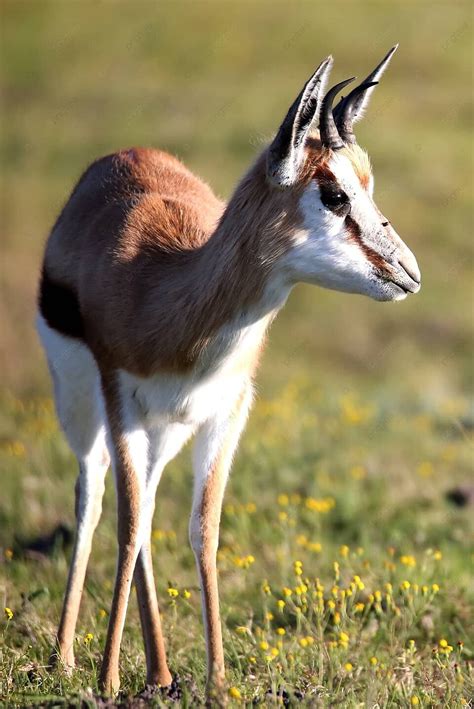 Springbuck Antelope Springbok Springbuck Brown Photo Background And ...