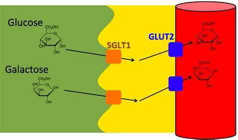 Lactase enzyme function, source, lactase deficiency and treatment