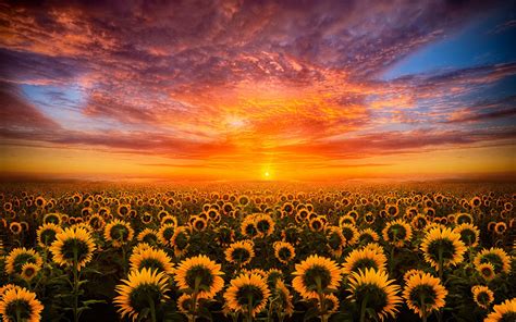 √ Sunflower Wallpaper Hd