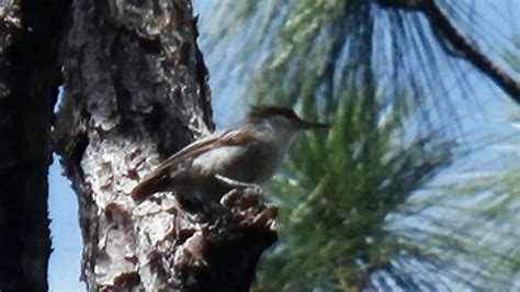 'Extinct' Bahama nuthatch bird is rediscovered by University of East Anglia students | Nuthatch ...