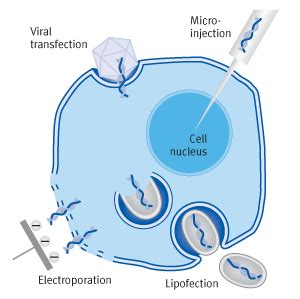 Technology description - Transfection | Biontex - Biontex EN