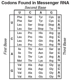 Codon Charts - Molecular Genetics