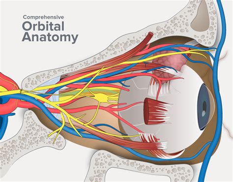 Orbital Anatomy Illustration: A Comprehensive Guide :: Behance