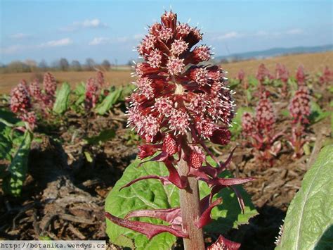 medicinal herbs: BUTTERBUR - Petasites hybridus