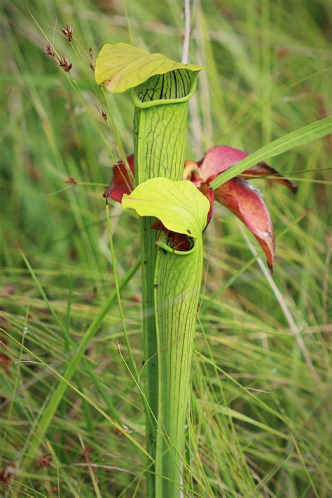 Carnivorous Plants - Big Thicket National Preserve (U.S. National Park Service)