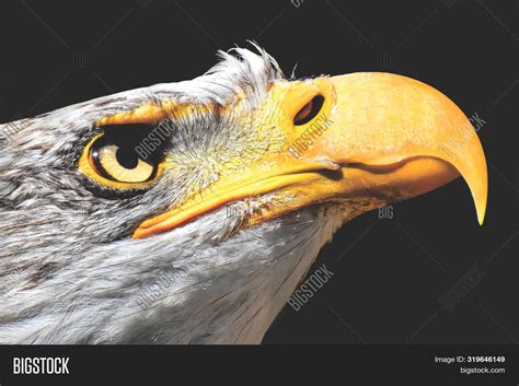 Close- Bald Eagle Image & Photo (Free Trial) | Bigstock