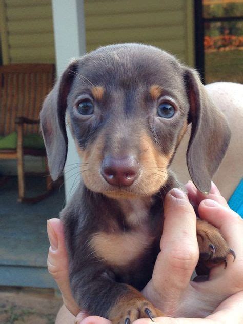 44 Chocolate Dachshunds ideas | chocolate dachshund, dachshund, dachshund love