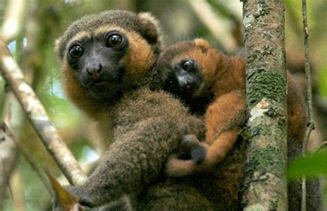 Golden Bamboo Lemur | Lemur, Endangered speices, Endangered animals