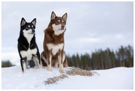 Lapponian Herder - Facts, Pictures, Puppies, Temperament, Price, Info | Animals Breeds