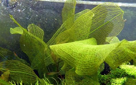 Plantas Acuáticas Para Acuario Aponogeton Madagascariensis - S/ 90,00 ...