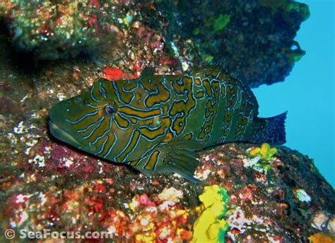 Hawkfish – image gallery | marine species information | diving photos ...