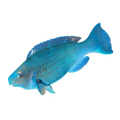 Blue Parrotfish - Reef Smart Guides