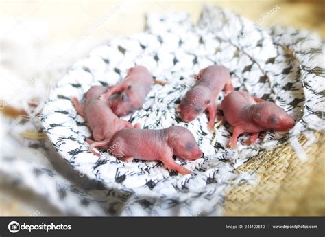 Baby Mouse Little Newborn Rats Sleep Rat Nest Fabric Silk Stock Photo by ©gonnjdi.gmail.com ...