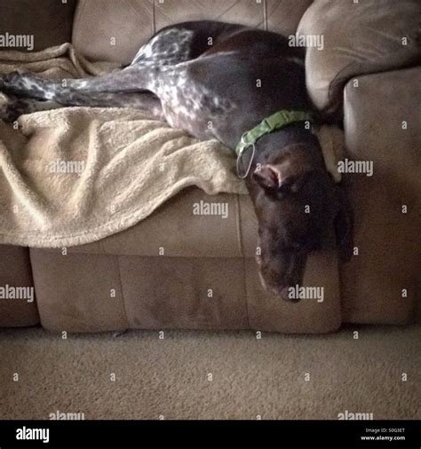 Dog sleeping on couch Stock Photo - Alamy