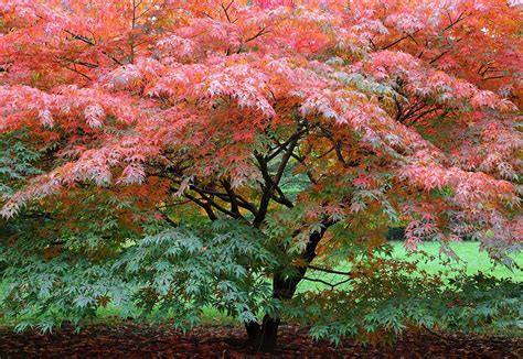 How to Grow and Care for Japanese Maple