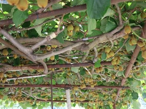 Pruning Overgrown Kiwi Vines - How To Prune Kiwi An Overgrown Kiwi