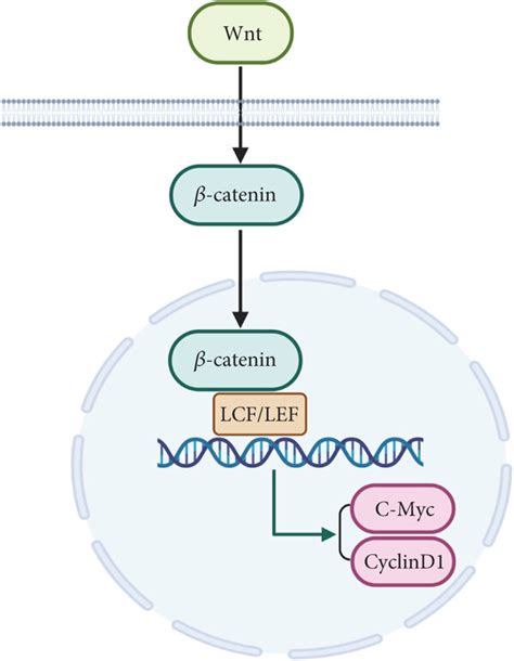 The Wnt/β-catenin signaling pathway. | Download Scientific Diagram