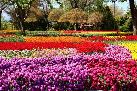 Kashmir Tulip Festival 2023 - Experience a Rainbow of Colours