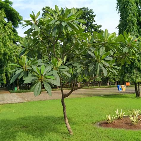 Plantas de Franchipán blanco - PLUMERIA ALBA - The Original Garden