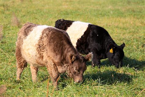 Belted Galloway Cows at Fearrington Village near Durham, N… | Flickr