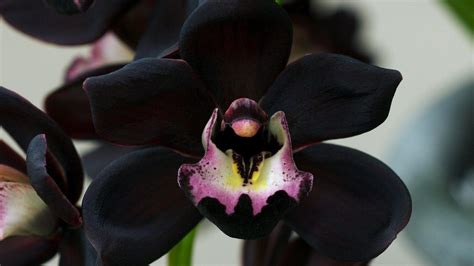 Black Orchid Wallpapers - Top Free Black Orchid Backgrounds - WallpaperAccess