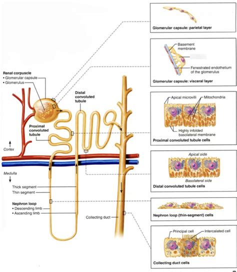 Nephron Histology Diagram | Quizlet