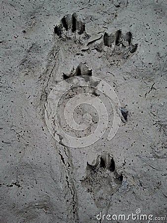 Otter Tracks In Mud Stock Photo - Image: 42673881