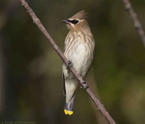 Cedar Waxwing- juvenile | Flickr - Photo Sharing!