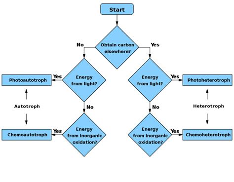 Types of Metabolism | Boundless Microbiology