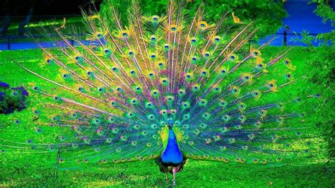 Peacock Wallpapers - Top Free Peacock Backgrounds - WallpaperAccess