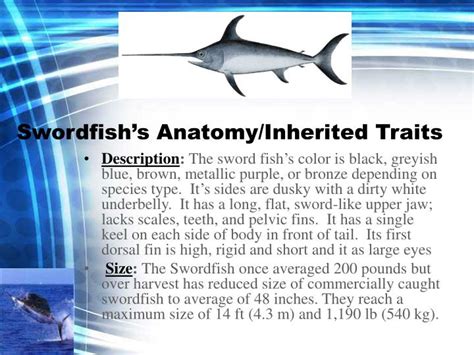 PPT - Swordfish PowerPoint Presentation - ID:3099465