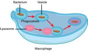 Vesicles and Vacuoles, Lysosomes, and Peroxisomes – MHCC Biology 112 ...