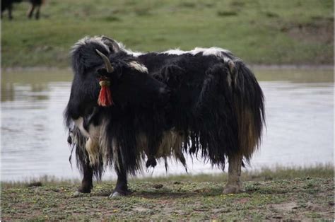 Earliest evidence for domestic yak found using both archaeology and ...