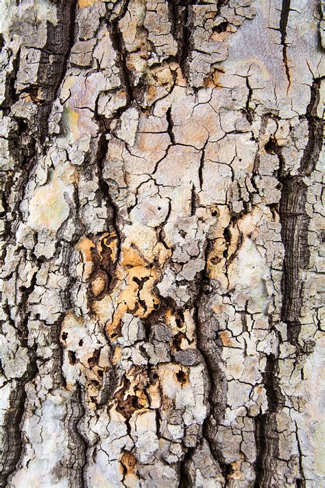 Tree Bark Pattern #1 Photograph by Robert VanDerWal - Pixels