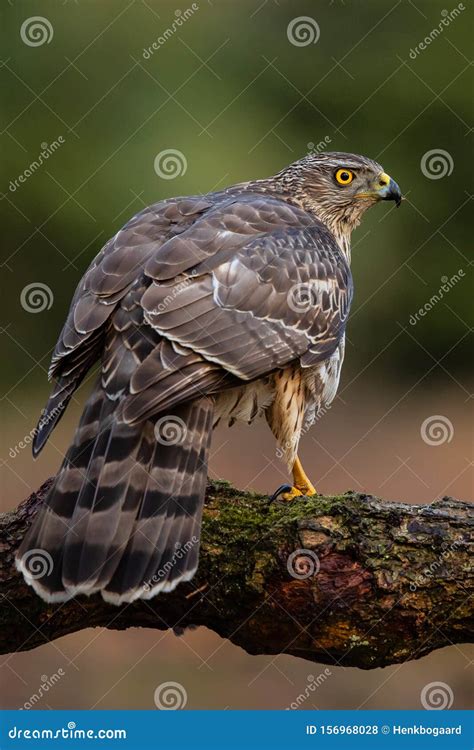 Juvenile northern goshawk stock photo. Image of juvenile - 156968028