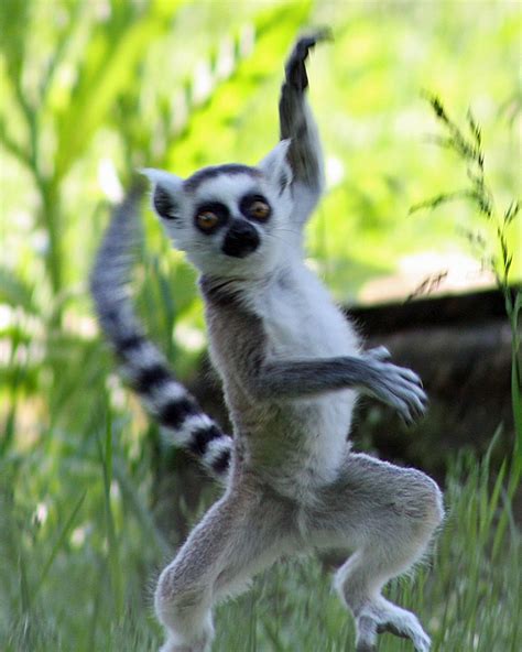 I Like to move it! Meerkats would make the cutest funniest pet! | Smile ...