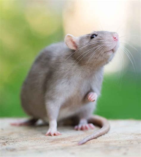 Pet Rat Lifespan - A Guide To Rat Life Expectancy And How To Improve It