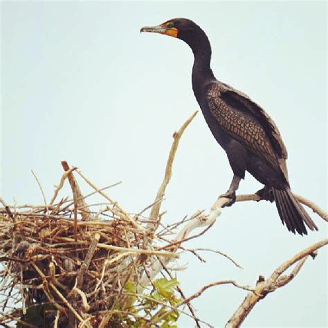 Cormorant Info - Photo 2