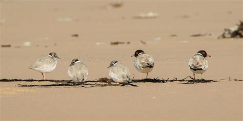 Hooded Plover chicks « lirralirra