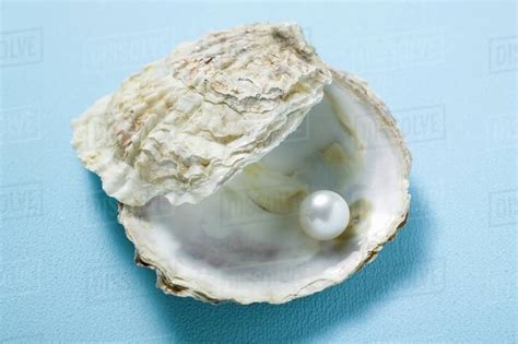 Pearl Oyster Shell