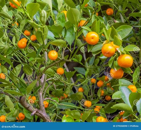 Bitter orange tree stock photo. Image of shot, seville - 279550090