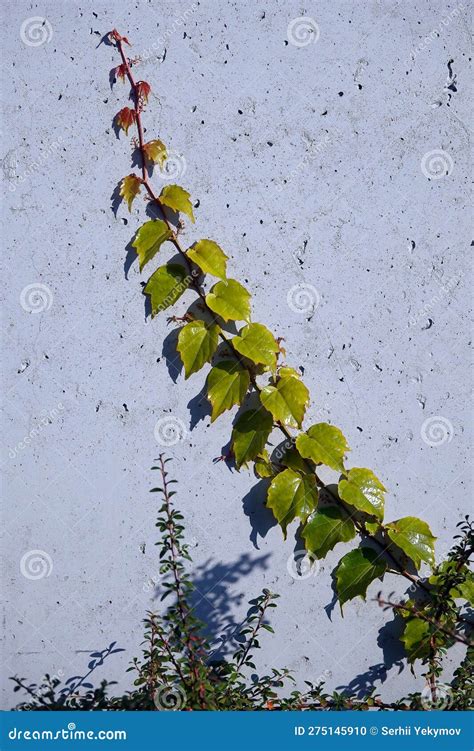 Common Ivy Plant on the Wall Stock Photo - Image of decoration, closes ...