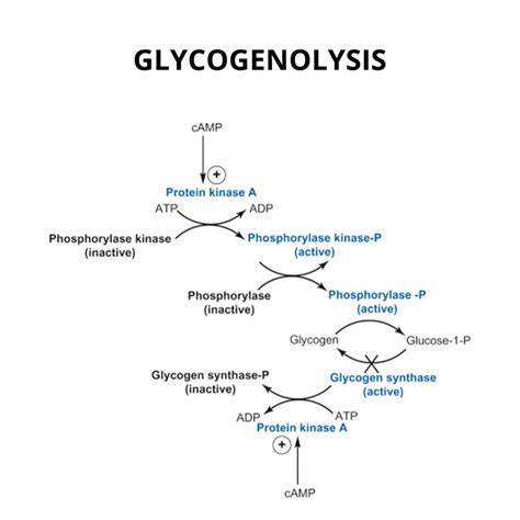 Glycogenolysis - Steps, Enzymes, Regulation And Functions