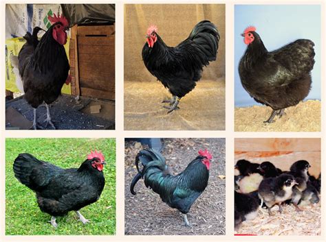 Daily Fresh Farm | Free Range Chicken Breeds Available