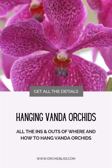 8 Tips for Caring for Vanda Orchids - Orchid Bliss