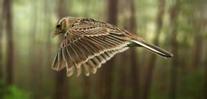 Skylark Facts, Bird Pictures, Idenfication And Information