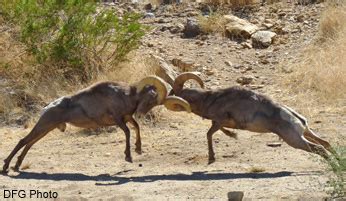 Peninsular Desert Bighorn Sheep Behavior