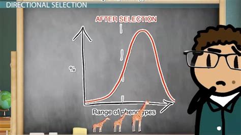 Directional Selection | Definition, Graph & Examples - Lesson | Study.com